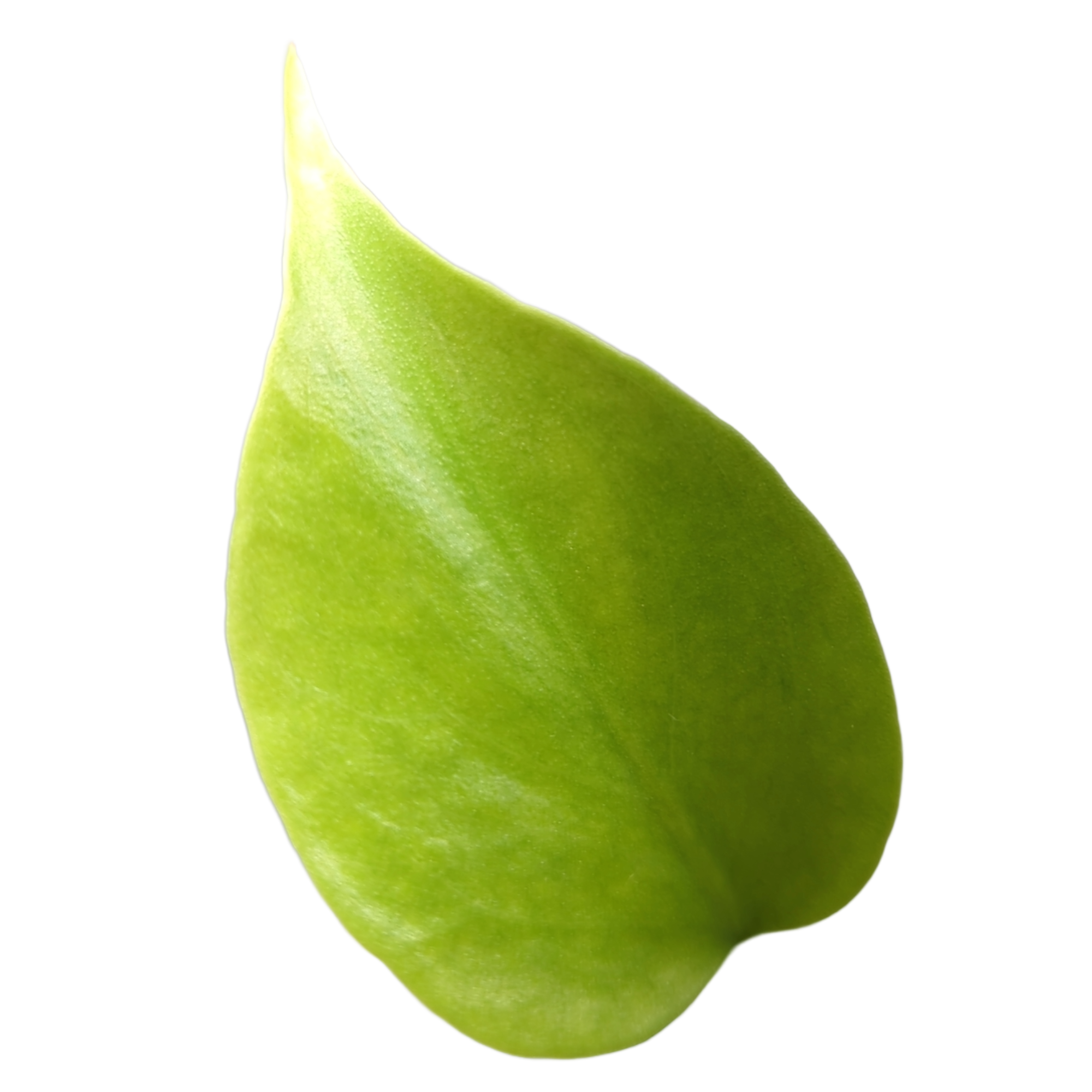 Baby Monstera deliciosa